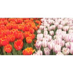 Set dua varietas tulip - 30 pcs - 
