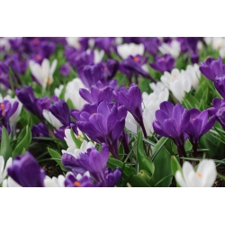 Purple and white crocus – Set of 60 pcs