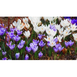 Set crocus putih ungu - 60 pcs - 