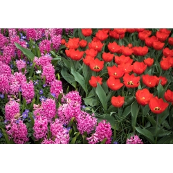 Tulip merah dan set hyacinth merah jambu - 40 pcs - 