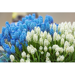 White and blue grape hyacinth set – 60 pcs