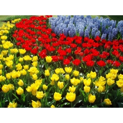 Yellow tulip, red tulip and blue grape hyacinth – 45 pcs