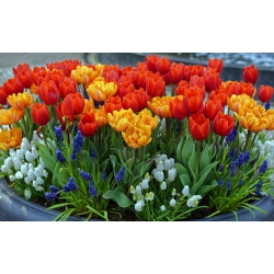 Auswahl der roten und orangefarbenen Tulpen + weiße und blaue Traubenhyazinthe - 60 Stück