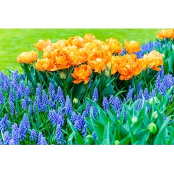 Ensemble de tulipes orange à fleurs doubles et de jacinthe grappe à fleurs bleues - 50 pcs - 
