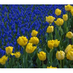 Set of yellow tulip and blue–flowered grape hyacinth – 50 pcs