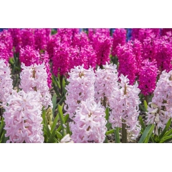 Pink hyacint sæt - 24 stk - 