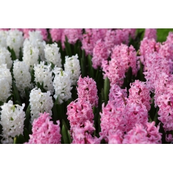 白とピンクの花のヒヤシンス -  24個 - 