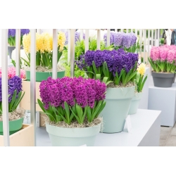 Sada hyacintov s fialovo-kvetinovým vzorom - 27 ks - 