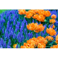 Orangefarbene Tulpe und Traubenhyazinthe - 45 Stück