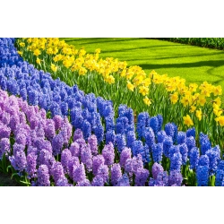 Јонкуил, зумбул са цветовима лаванде и плави зумбул - 28 ком - 