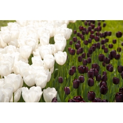 Hoa tulip trắng và đỏ thẫm - Bộ 30 mảnh - 