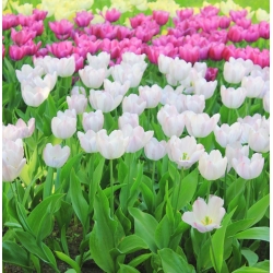 Набір біло-рожевих тюльпанів - 30 шт - 