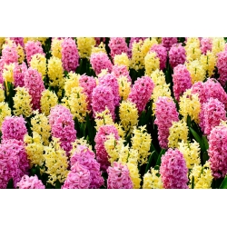 Set hyacinth merah jambu dan kuning - 24 pcs - 
