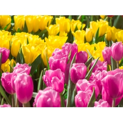 ピンクと黄色の花の咲くチューリップセット -  50個 - 