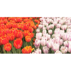 Червоно-біло-пурпуровий набір тюльпанів - 50 шт - 
