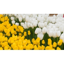 ชุดดอกทิวลิปสีขาวและเหลือง - 50 ชิ้น - 