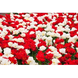 الأبيض والأحمر مجموعة من زهور الأقحوان المزدوجة - 50 قطعة - 