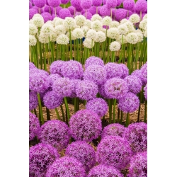 紫と白の花柄の背の高い装飾用ガーリックセット -  10個 - 