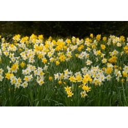 Set daffodil kuning dan putih - 50 pcs - 