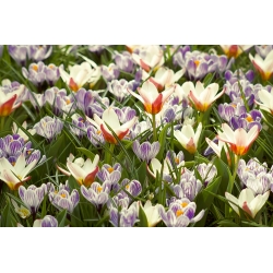 Auswahl der zweifarbigen Pflanzen - Cremeweiß-rote Tulpe und violett-weißer Krokus - 60 Stück