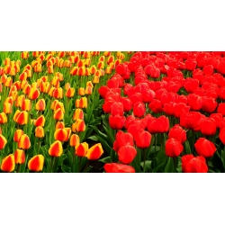 Set Tulip - merah dan aprikot dengan tepi kuning - 50 pcs - 