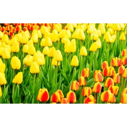 Bộ hoa tulip - màu vàng và hoa mai có viền vàng - 50 chiếc - 