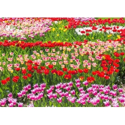Набір тюльпанів - червоний, біло-рожевий і рожевий-біло-рожевий - 45 шт - 