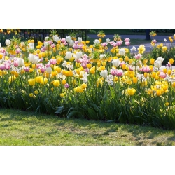Tulpių ir narcizų rinkinys - baltos, geltonos, rožinės-baltos tulpės ir balta narcizė - 60 vnt.