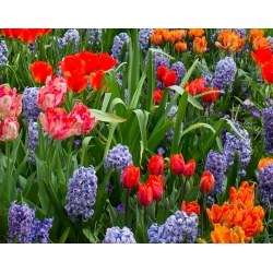 Hoa tulip bất thường và lục bình nho xanh - bộ 29 chiếc - 