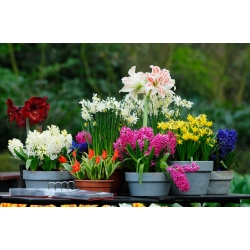 Selección de plantas ornamentales - 8 variedades. - 