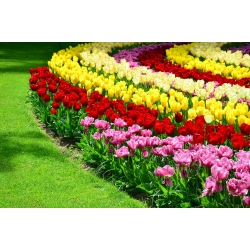 Чотирикольоровий набір неординарних тюльпанів - 60 шт - 