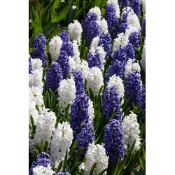 Blåhvid hyacint sæt - 24 stk - 