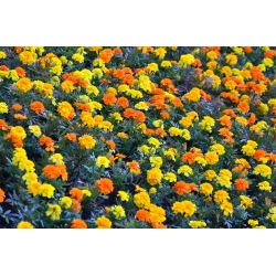 French marigold - yellow + orange, a set of seeds of two varieties