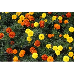 Calêndula francesa II - sementes de 4 espécies de plantas com flores - 