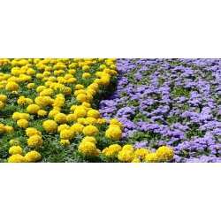 Leberbalsam, Agerantum  + Studentenblumen - eine Reihe von Samen von zwei Arten