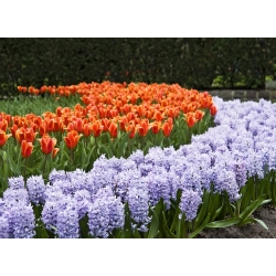 Помаранчевий тюльпан і блакитний набір гіацинтів - 29 шт - 