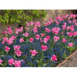 Tulip "Innuendo" dan alpine biru forget-me-not - bohlam dan biji ditetapkan - 