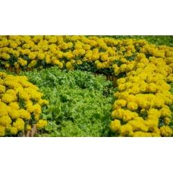 Marigold + eikbladad sallad - en uppsättning frön av två arter - 