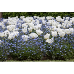Witte tulp en blauwe alpiene vergeet-mij-nietje - bol en zadenreeks - 