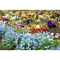 Forget-me-not, garden pansy and daisy - seeds of 3 flowering plants' species