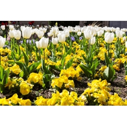 Bunga tulip putih dan banci besar berbunga kuning - bohlam dan biji-bijian di atur - 