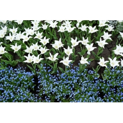 زنبق أبيض على شكل زنبق وجبال الألب الزرقاء تنسى - لا - لمبة ومجموعة البذور -  - ابذرة