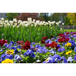 Mešanica belega tulipana in vrtne mačehe - set čebulic in semen -  - semena