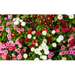 Růžové, červené a bílé pomponette daisy - semena 3 odrůd - 