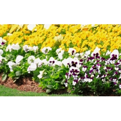 Horned pansy + vrtne mačehe - semena treh sort cvetočih rastlin - 