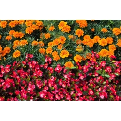 Continuously blooming red begonia + French marigold - seeds of 2 flowering plants' species