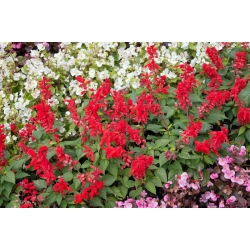 Pink and white Continuously blooming begonia + scarlet sage - seeds of 3 flowering plant species