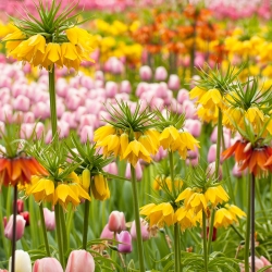 Hoa vương miện màu vàng và hoa tulip màu hồng - bộ 18 mảnh - 