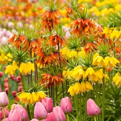 Orange dan kuning mahkota imperial + tulip merah jambu - set 21 set - 