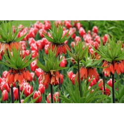 Orange crown imperial and red–and–white tulip – 18 piece set